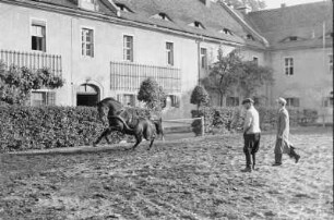 10000 DM für 1 PS. Pferdetraining im Gestüt Moritzburg