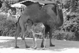 Nachwuchs bei den Kamelen im Karlsruher Zoo