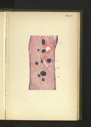 Tab. 34.