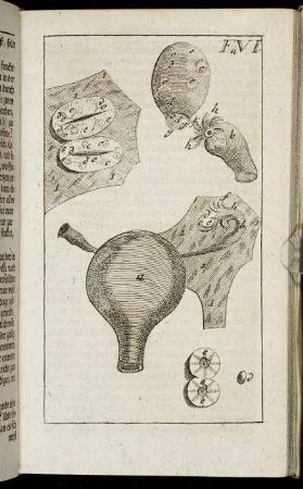 Figura VI