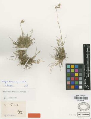 Avena ariguensis Steud. [isotype]