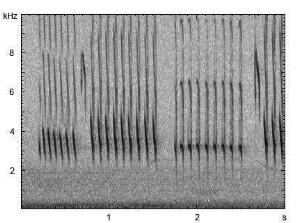 Grünfink | Chloris chloris - Ruf