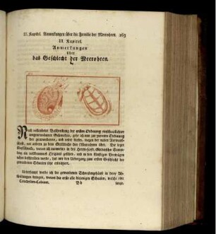III. Kapitel. Anmerkungen über die Familie der Meerohren.