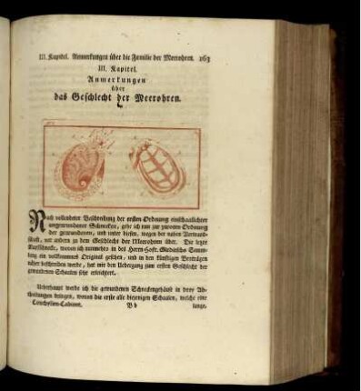 III. Kapitel. Anmerkungen über die Familie der Meerohren.