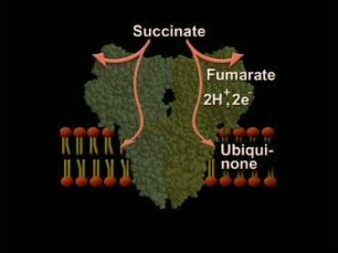 Succinate dehydrogenase