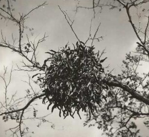 Bakony-Wald, Ungarn. Riemenblumen-Gewächs (Loranthaceae). Laubholz-Mistel (Viscum album L.) auf einer Robinie