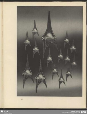 Schwebende Formen. Plankton-Urtiere