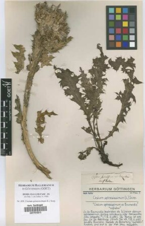 Cirsium spinosissimum (L.) Scop.