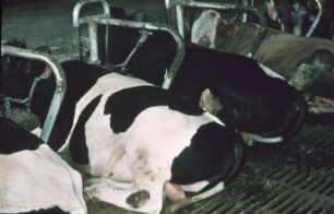 Fotografie: Stallsystem, Milchviehhaltung, Anbindestall, Gitterrost