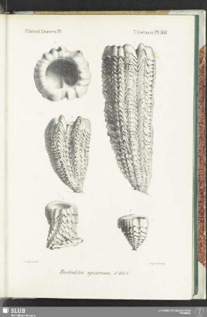 Pl. 561
