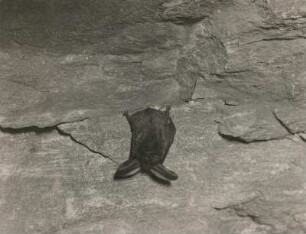 Langohrige Fledermaus (Plecotus), in Ruhelage an einem Felsen
