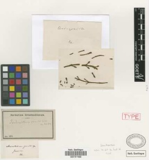 Viscum gracile DC. [isotype]