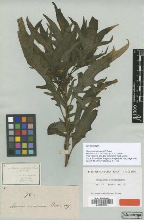 Solanum aviculare G.Forst. [type]