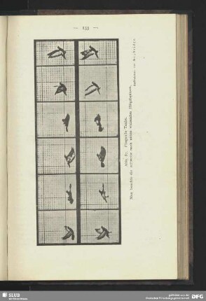 Fliegende Taube