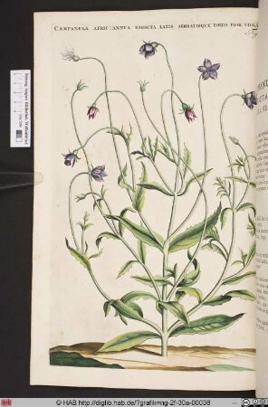 CAMPANULA AFRIC: ANNUA HIRSUTA LATIS SERRATISQUE.