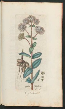 300. Sedum Telephium