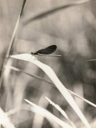 Blauflügel-Prachtlibelle oder Gemeine Seejungfer (Calopteryx virgo L.)
