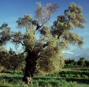 Kreta. Ölbaum in der Messará. P63