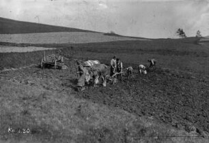 Kartoffeln legen am Hang unter der Fuchsfarm
