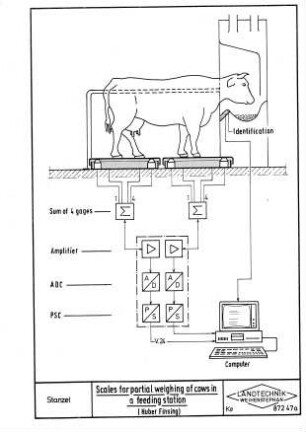Scales for partial weighing of cows in a feeding station (Huber Finsing)