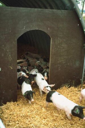 Fotografie: Sauenhaltung, Abferkelstall, Ferkelaufzucht, Absetzferkel