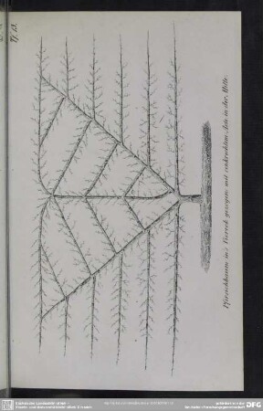 Tf. 13. Pfirsichbaum in´s Viereck gezogen mit senkrechtem Aste in der Mitte