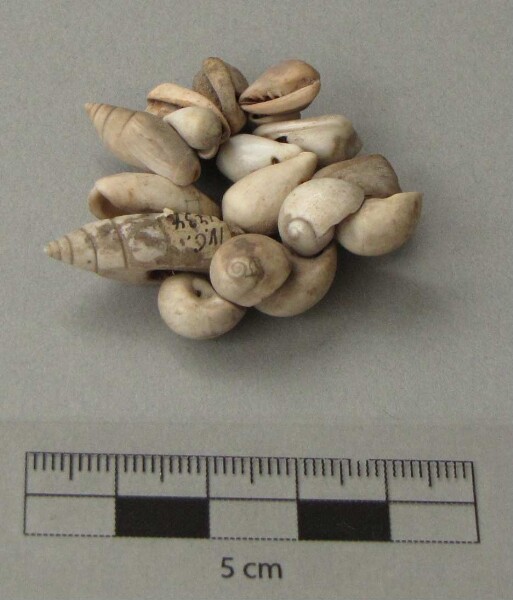 Snail shell as jewellery (?)