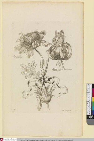 Anemone dicta la Larmoyee; Lilium purpuro sanguineum flore reflexo