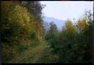 Zastler: herbstlicher Waldweg