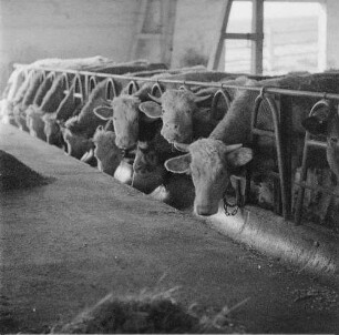 LPG Worin (Rückblick nach vorn). Kuhstall