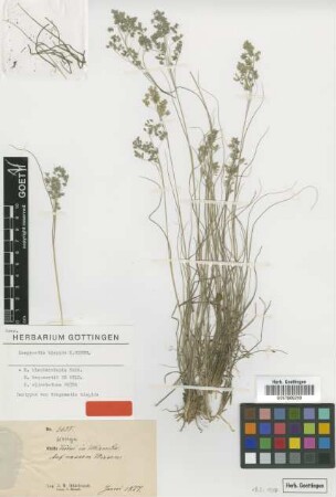 Eragrostis hispida K.Schum. [isotype]