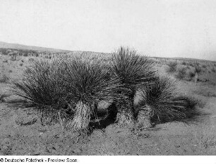 Texas, Rio Grande, charakteristische Vegetation