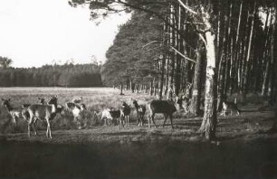 Moritzburger Teichgebiet. Wildgehege. Wildfütterung mit Rotwild
