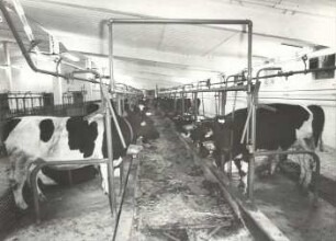 Moderne Stallungen in der Oberlausitz : Viehwirtschaft - häusliche Viehwirtschaft. Ort: Hornja Łužica / Oberlausitz. Stallungen der landwirtschaftlichen Produktionsgenossenschaft