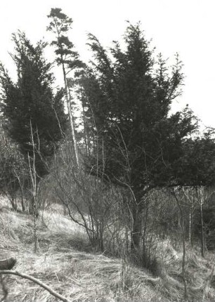 Oberlausitz. NSG Rotstein. Naturnaher Mischwald mit Eibe. Herbstaufnahme