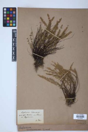 Asplenium trichomanes L.