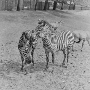 Hoyerswerda, Tiergarten : Zoo Hoyerswerda. Tiergehege mit Zebras (Hippotigris)