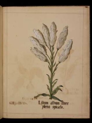 Lilium album pleno spicato
