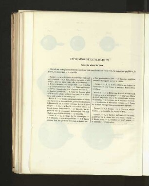 Pl. 79.