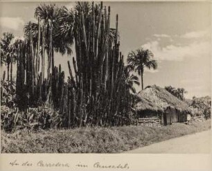 Orgelpfeifenkakteen (Lateinamerika-Aufenthalte 1928/1942)