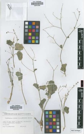 Commicarpus helenae (J.A. Schultes) Meikle