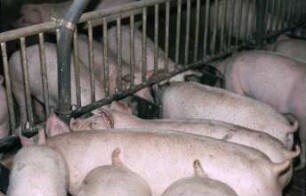 Fotografie: Fütterungstechnik, Mastschwein, Flüssigfütterungsanlage