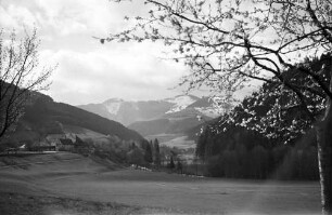 Himmelreich: Blick ins Höllental; mit Blütenbaum