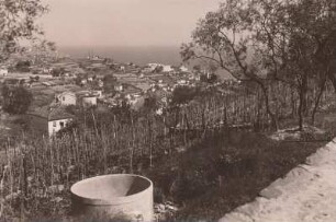 Riviera: Gärten mit Weinbau und Ölbäumen am Ligurischen Meer.