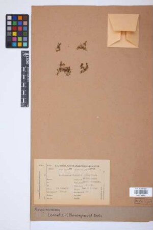 Anogramma lorentzii (Hieron.) Diels