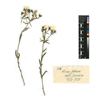 Linaceae Linum flavum Linné, Carl von (1707 - 1778) [Jerusalem, Yerushalayim, El Quds, Al-Quds, Al Quds, El Quds Esh Sherif, Al-Muqaddas, Jérusalem, Gerusalemme, Jerusalén, Aelia Capitolina, Colonia Aelia Capitolina, Hierosolyma, Urusalim, Jerusalem]