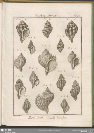 Pl. 419. Rocher. Murex