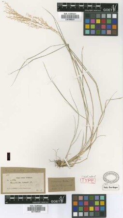 Arundinella cubensis Griseb. [type]