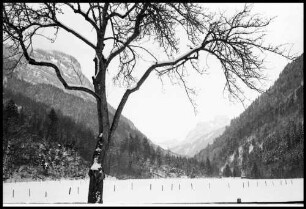 Hirschau: Blick gegen Mittagsfluh, Vordergrund Baum