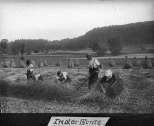 In der Ernte